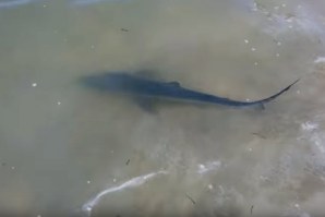 BANHISTAS FILMAM PEQUENO TUBARÃO NA PRAIA DA BARRA