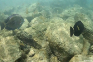 DEBAIXO DE ÁGUA EM NORONHA