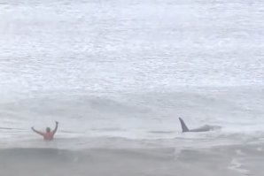 Imagem frame do vídeo em que um grupo de orcas aparece no meio de surfistas na Noruega