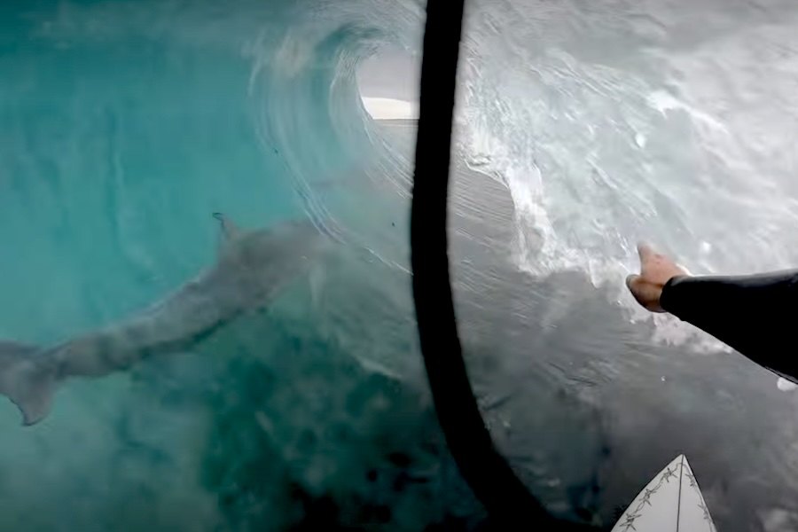 Um tubo, um surfista e um golfinho: o momento mágico aconteceu na Austrália