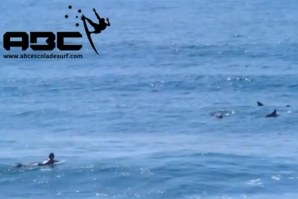 GOLFINHOS DIVIDEM PICO COM SURFISTAS DE AFIFE