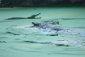 Indonésia regista maior número de ataques de crocodilos do mundo