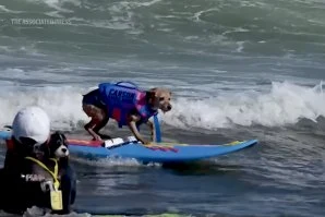 Cães também surfam: campeonato mundial leva dezenas de “surfistas de quatro patas” às ondas da Califórnia
