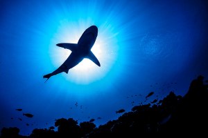 Os relatos de ataques de tubarões não cessam pela Austrália.