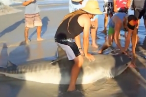 PESCADORES SALVAM TUBARÃO, DEVOLVENDO-O AO MAR