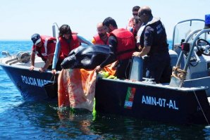 Tartaruga apanhada em redes de pesca foi devolvida ao mar