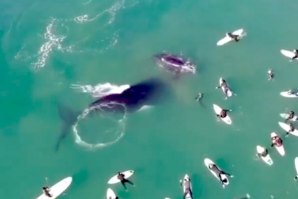 UMA VISÃO RARÍSSIMA - BALEIA E CRIA BRINCAM AO PÉ DE SURFISTAS