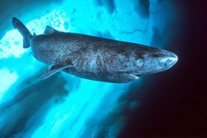 Tubarão da Gronelândia.