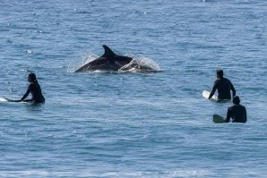 Golfinhos surpreendem surfistas dentro de água em Moledo