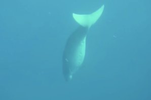 Dugongos: os gigantes pacíficos que ajudam a salvar as pradarias marinhas
