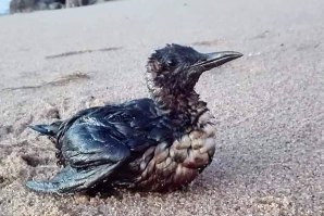 Assim fica difícil acreditar que nada de errado se passa com a água da praia de Matosinhos. 