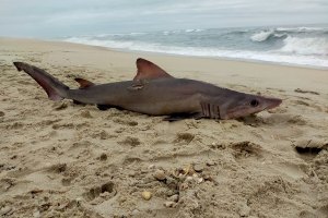 Tubarão foi encontrado por Marco Moreira pelas 09:00 horas da manhã desta quinta feira