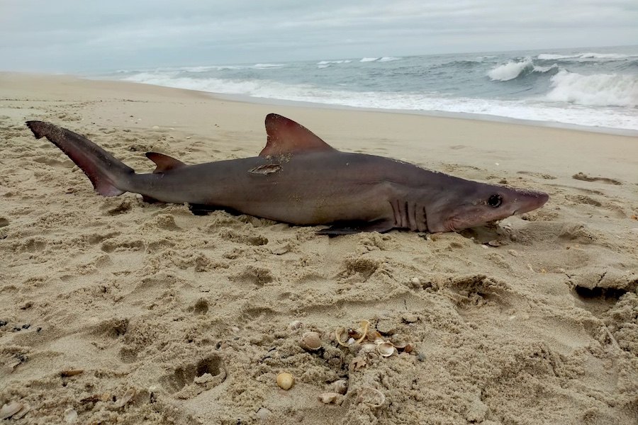 Tubarão foi encontrado por Marco Moreira pelas 09:00 horas da manhã desta quinta feira