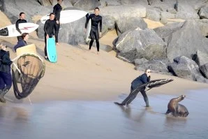 Atenção, humanos, agora quem manda no pico é o leão-marinho!