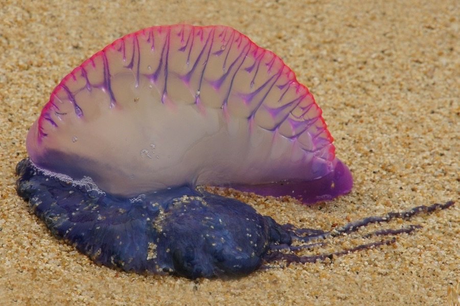 A caravela-portuguesa é encontrada à superfície da água do mar, tem uma cor azul-arroxeada e tentáculos com um veneno bastante perigoso.