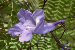 A flor Jacarandá nesta imagem