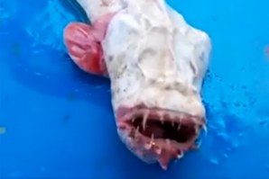 CRIATURAS QUE O OCEANO GUARDA