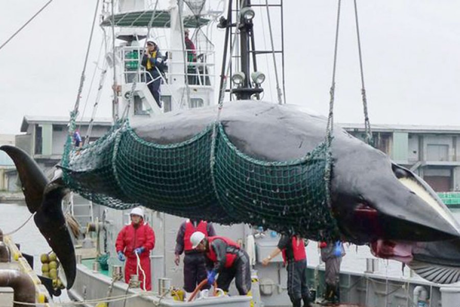 Japão caça 177 baleias para “investigação científica”