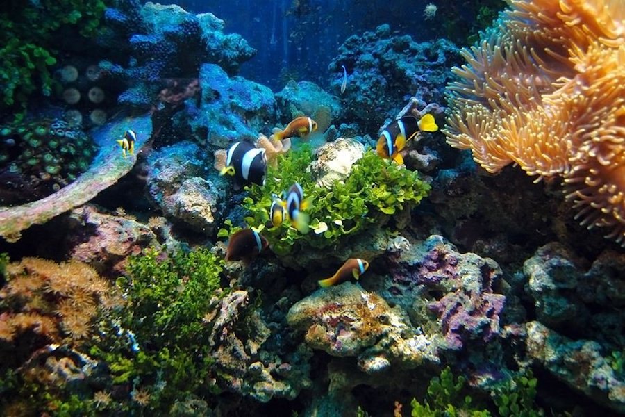 Cientistas dizem que os recifes de coral estão em perigo e podem mesmo desaparecer
