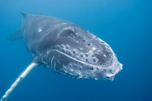 SEA LIFE lança petição para  acabar com caça às baleias
