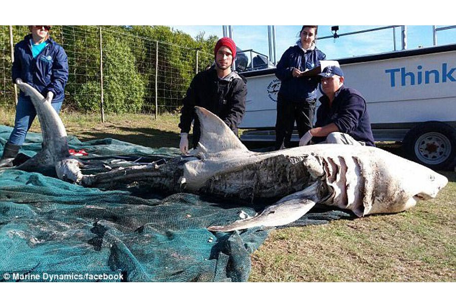 Uma das imagens que mostra o estado dos tubarões.