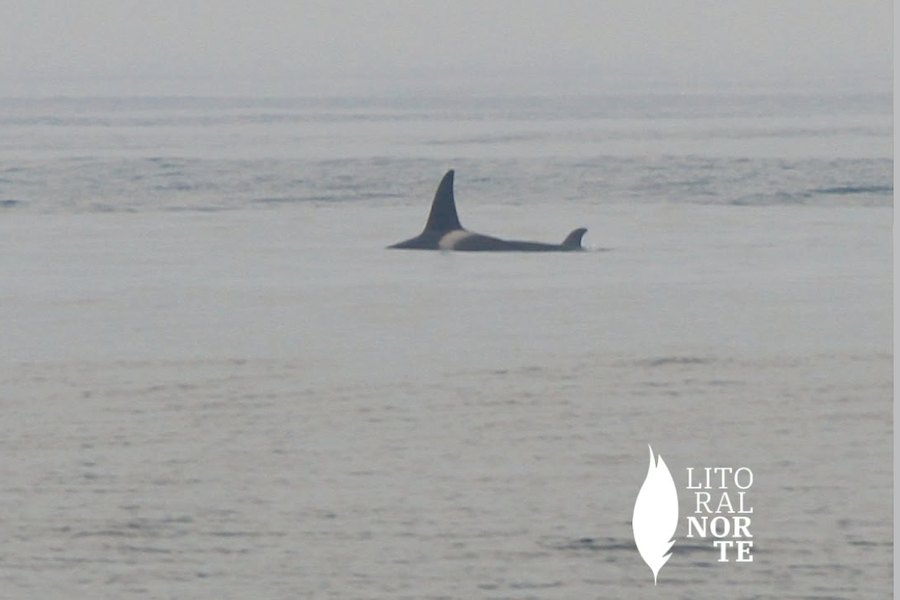 Orcas avistadas ao largo de Esposende e captadas pela câmara da Surftotal na Aguçadoura
