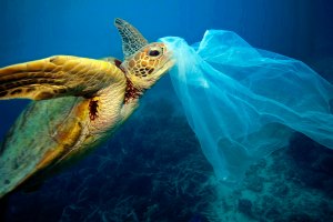 Vida selvagem diminuí em 69%