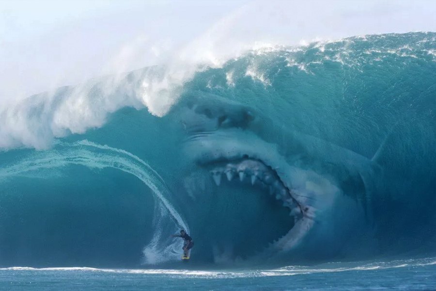 Nenhum surfista quer competir com o mais feroz predador dos mares.