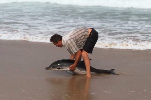 A HISTÓRIA DO GOLFINHO RESGATADO NO GUINCHO