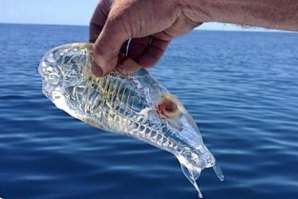 ESPÉCIE MARINHA IMPORTANTE PARA A PROTEÇÃO DO AMBIENTE ENCONTRADA NO SUL DE ESPANHA