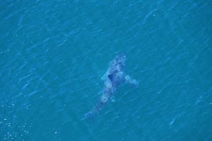 O tubarão branco de cerca de 4 metros que se especula ter sido responsável pelo ataque