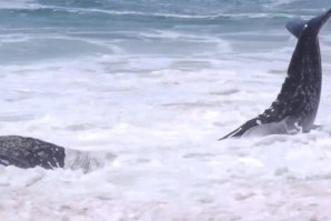 ARROJAMENTO DE BALEIA BEBÉ EM THE WEDGE