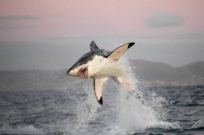 Foto: CHRIS FALLOWS