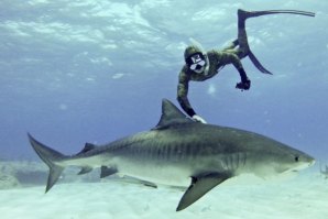 O surfista havaiano num dos seus mergulhos com tubarões-tigre Imagem: Team Effort Films
