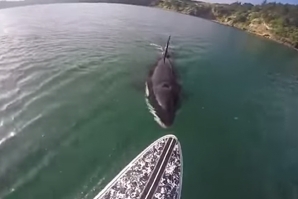 Nova Zelândia: encontro imediato entre uma orca e um SUP