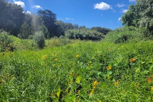 Novo movimento cívico trava destruição da Quinta dos Ingleses, em Cascais
