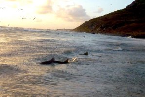 Tubarões em Fernando de Noronha devido à presença de cardumes de Sardinha perto da Costa?