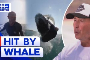 Foil surfer atropelado por uma baleia na Austrália