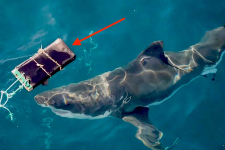 Novo fato de surf resistente a ataques de tubarão é testado na Austrália