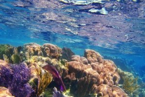 ESPÉCIES MARINHAS PODEM ESTAR A PROTEGER-NOS DE INÚMEROS VÍRUS