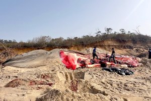 Baleia de 19,70 metros dá à Costa na Praia da Maceda