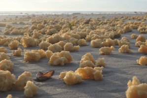 Desconhece-se a origem destas pequenas bolas amarelas. 