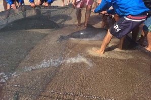 Os golfinhos presos nas redes de pesca.