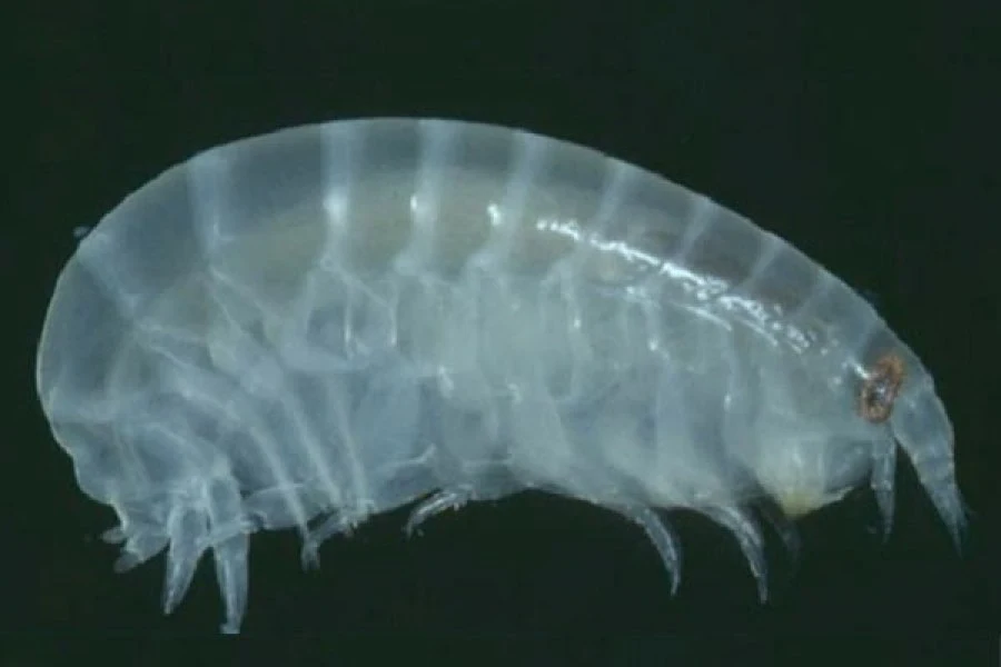 “Piolhos do mar” atacam jovem australiano e encarecem o salmão