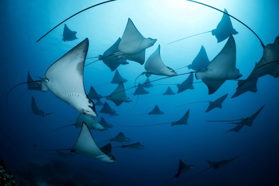 Celebra-se hoje o Dia Mundial dos Oceanos 2025