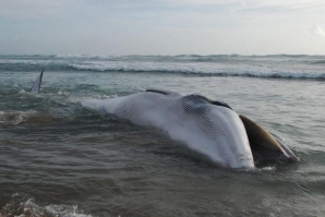 O ARROJAMENTO DA BALEIA NA PAREDE QUE NINGUÉM RETIRA DA PRAIA