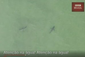“Atenção, saiam da água calmamente porque estão 15 tubarões-brancos ao vosso lado”
