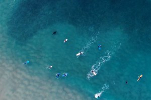 QUANDO UMA FOCA ROUBA O SHOW