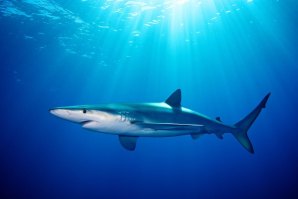 Tubarão, um animal fascinante, o Senhor dos Oceanos